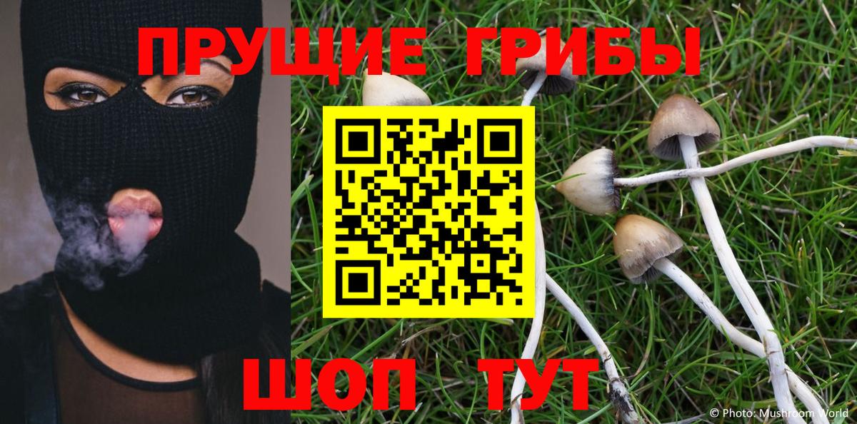 Псилоцибиновые грибы Psilocybine cubensis Сафоново